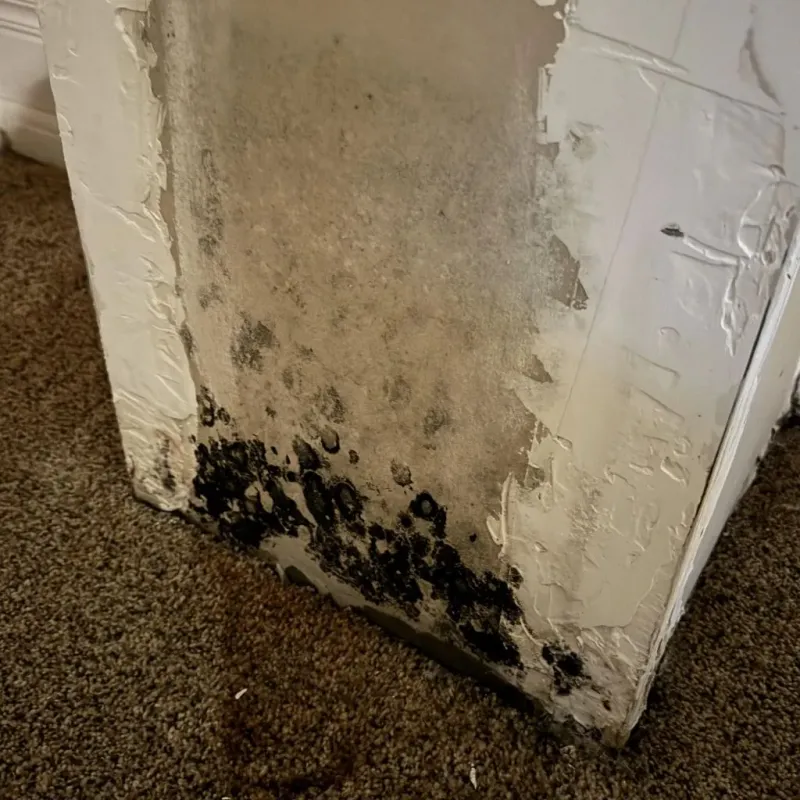 Professional Mold Removal in Paramount, CA